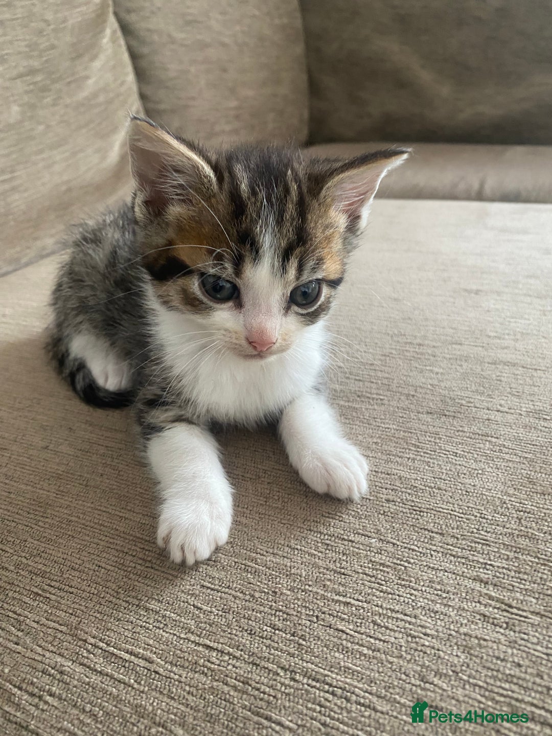 Mixed Breed cats for sale: Mixed breed 7 Kittens, 5 males and 2 female  - Image 5