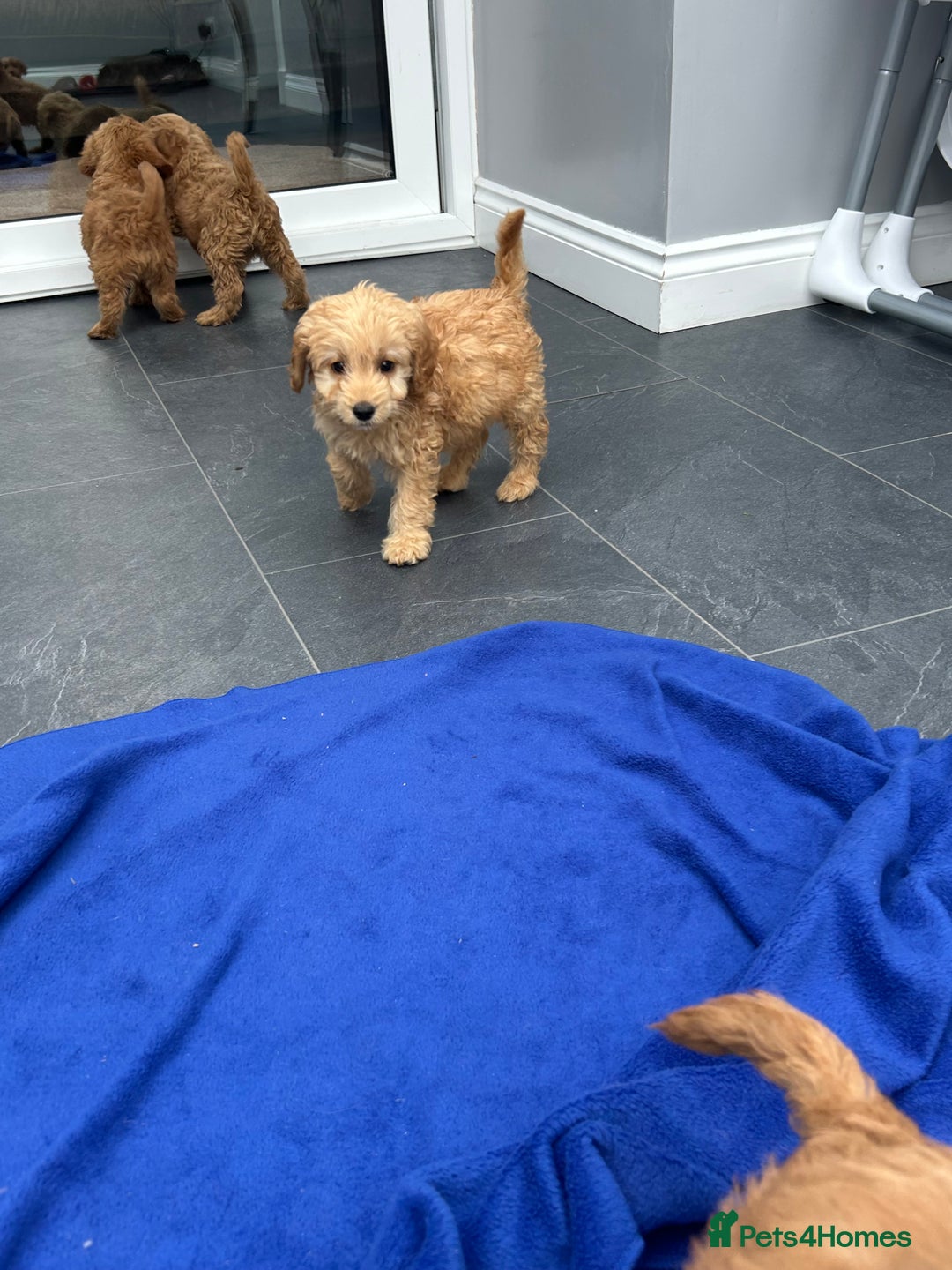Cockapoo dogs for sale: Cockapoos  - Image 12