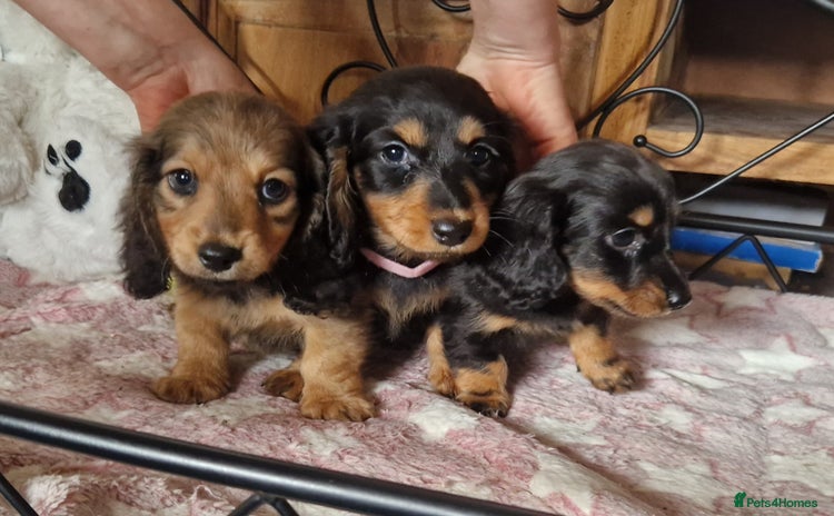 Miniature Dachshund dogs - Advert 1