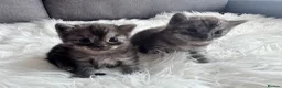 Egyptian Mau cats for sale: TICA Reg.Exceptional SILVER SMOKE EgyptianMAUxBeng - Advert 9