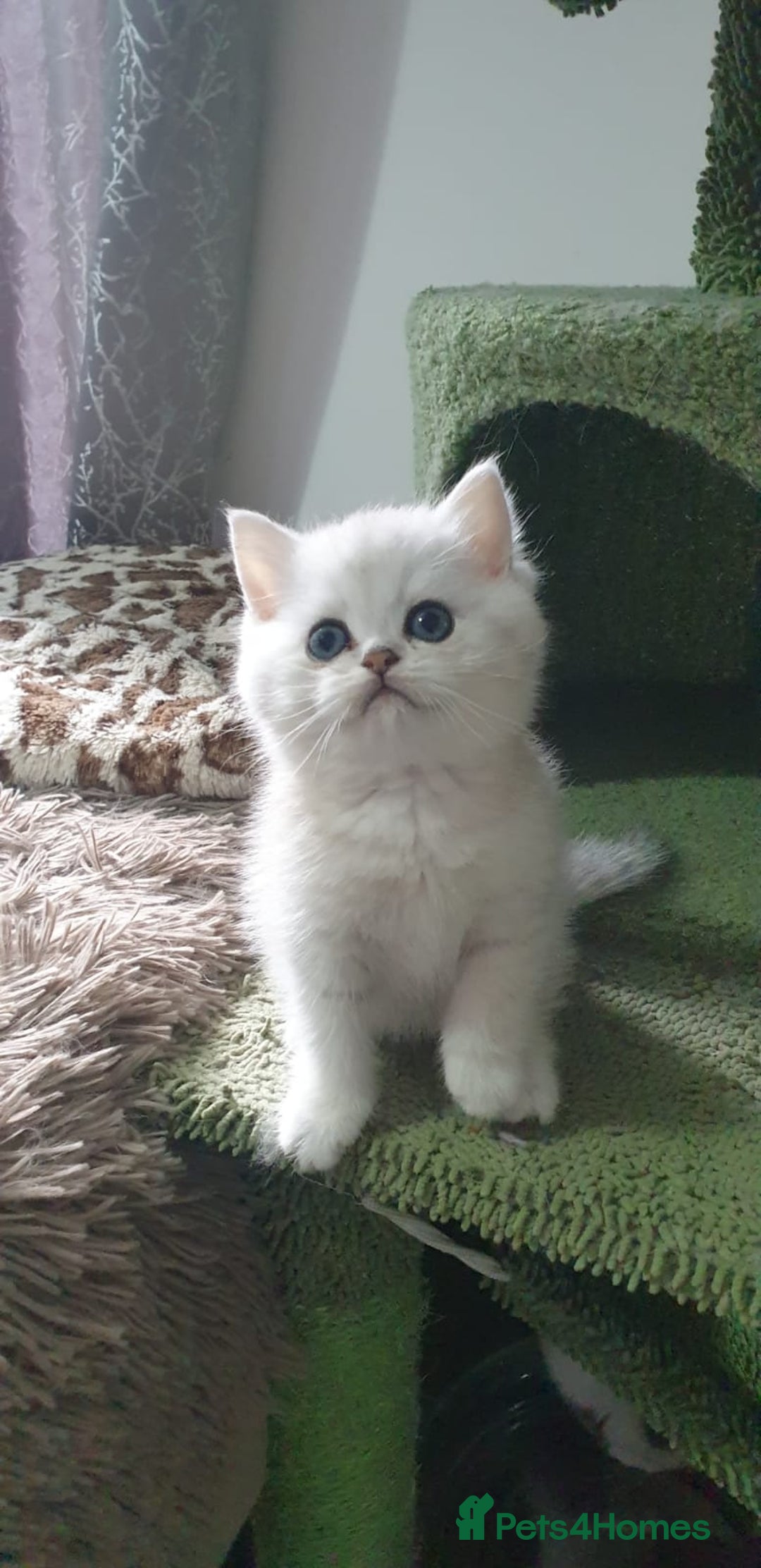 British Shorthair cats for sale: Stunning GCCF British Shorthair Kittens. - Image 17