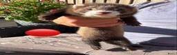 Ferret rodents for sale: 3 ferret kit hobs available - Advert 7