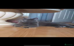 British Shorthair cats for sale: BEAUTIFUL BRITISH SHORTHAIR BOY AND GIRL  - Image 7