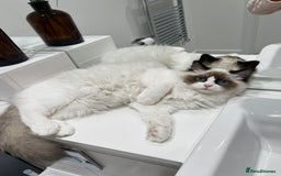 Ragdoll cats for sale: RARE TICA ENTIRE MALE SEAL POINT BICOL CHAMP BLOOD - Image 7