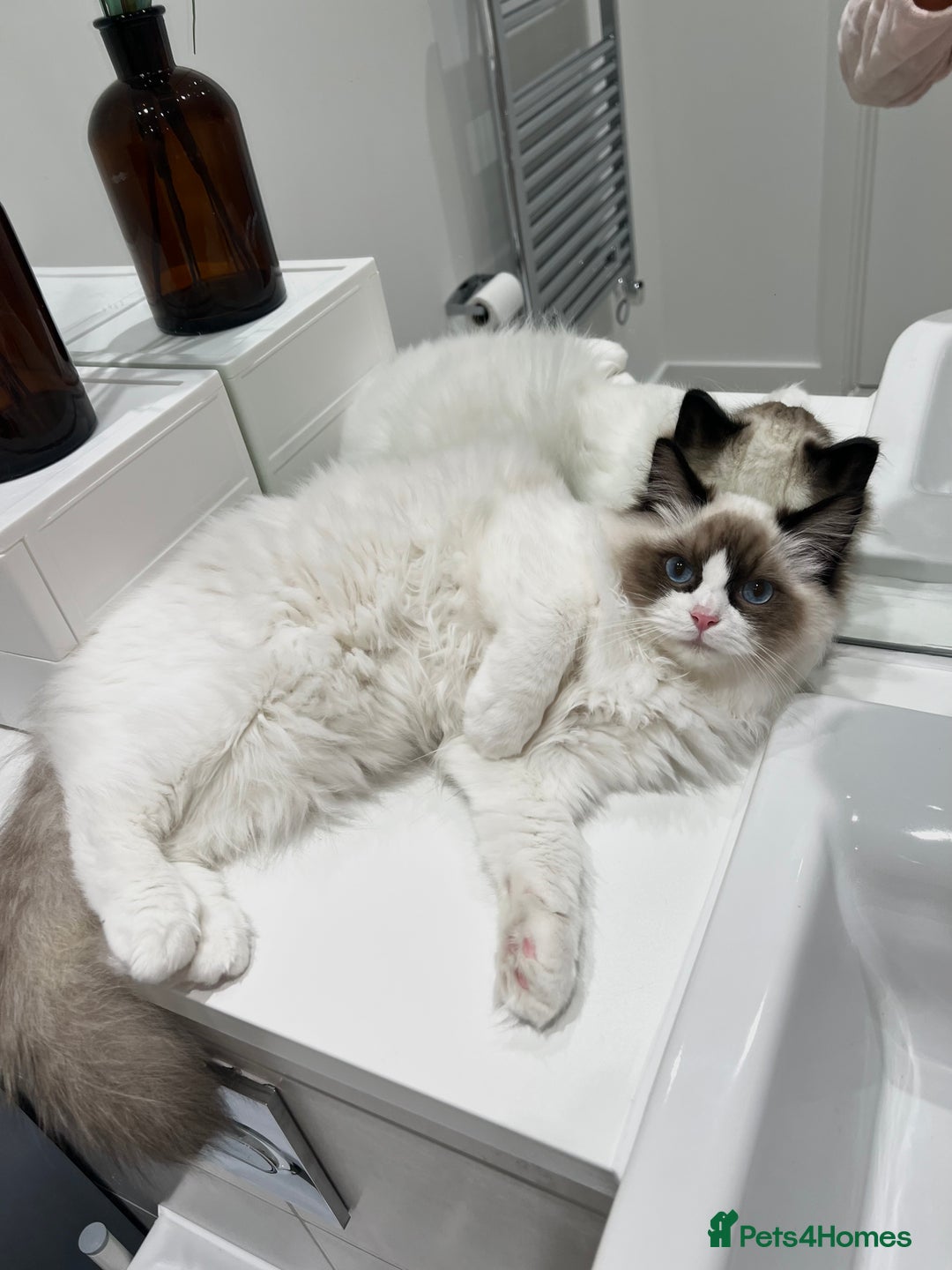Ragdoll cats for sale: RARE TICA ENTIRE MALE SEAL POINT BICOL CHAMP BLOOD - Image 7