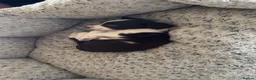 English Springer Spaniel dogs for sale: English springer spaniel puppy’s  in Deeside - Advert 14