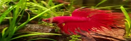 Bettas fish for sale: Betta Fish Sale!! - Advert 10