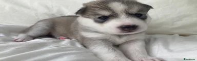 Griz