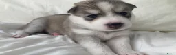 Siberian Husky dogs for sale: Stunning Siberian Huskies  in Sheffield - Advert 7