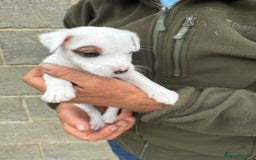 Jack Russell dogs for sale: Jack Russell Puppies - Image 6