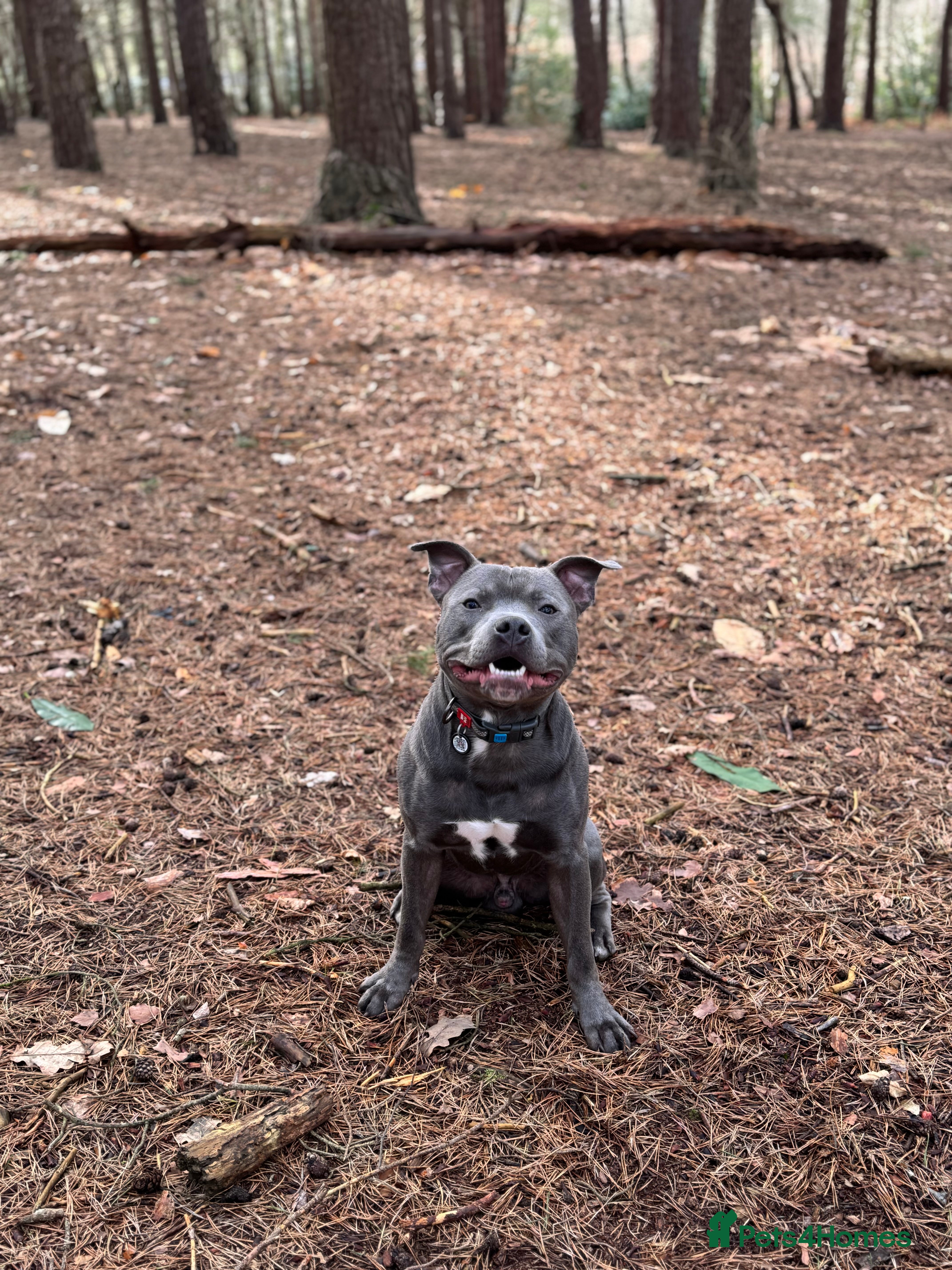 Staffordshire Bull Terrier dogs Monty 2 years old beautiful dog - Advert 12