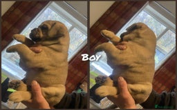 Mixed Breed dogs for sale: Chunky Rottweiler x alpha blue bulldog puppies  - Advert 4