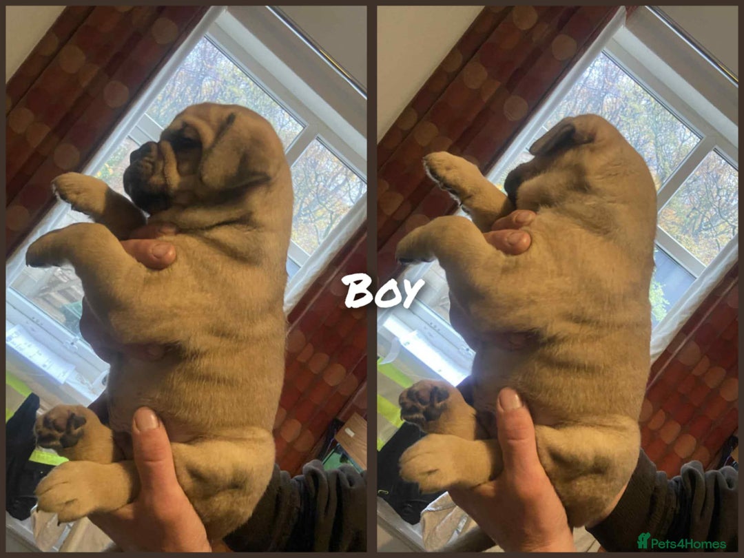 Mixed Breed dogs for sale: Chunky Rottweiler x alpha blue bulldog puppies  - Advert 4