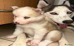 Siberian Husky dogs for sale: Siberian husky puppies  - Image 2