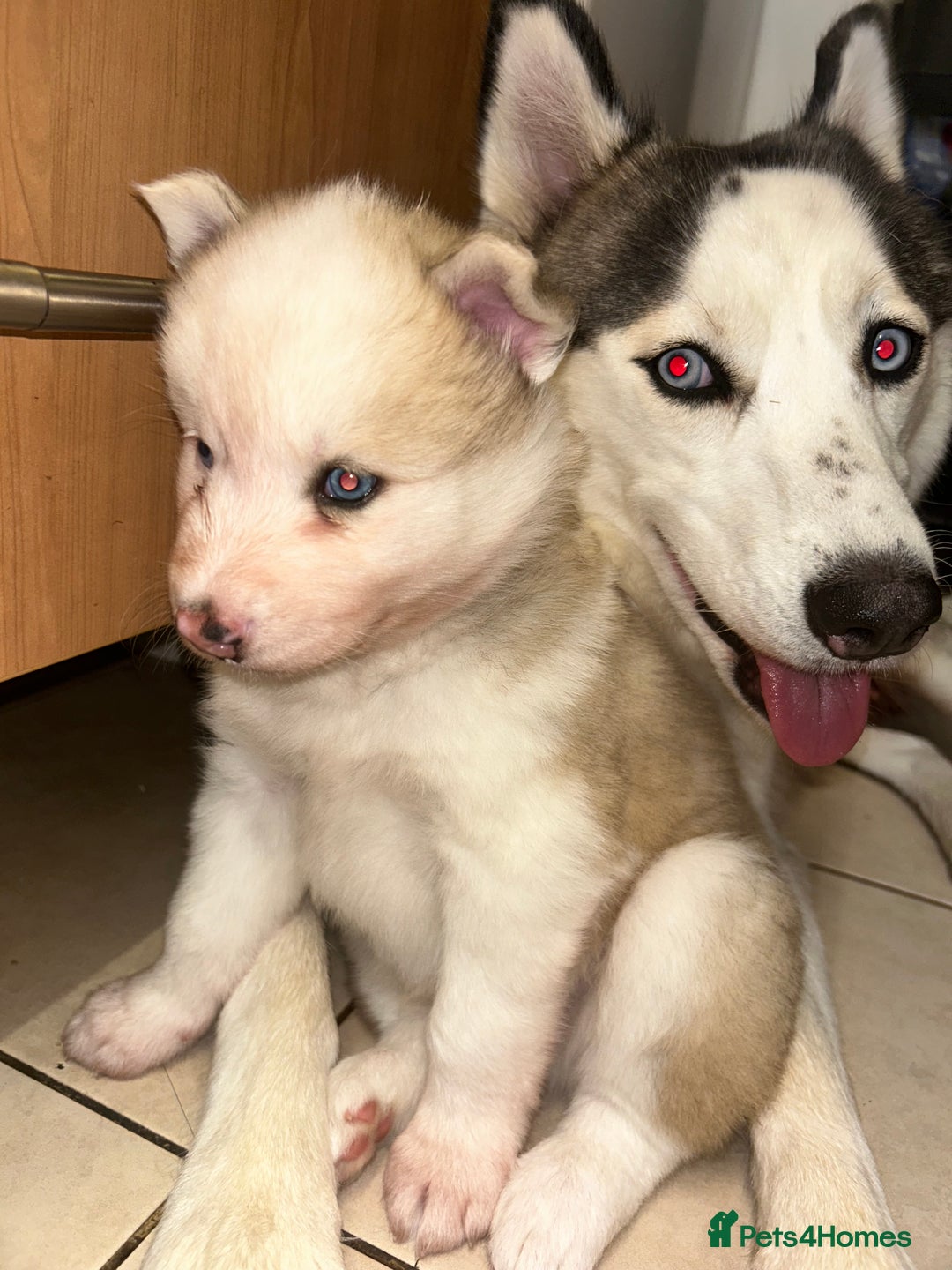 Siberian Husky dogs for sale: Siberian husky puppies  - Image 2