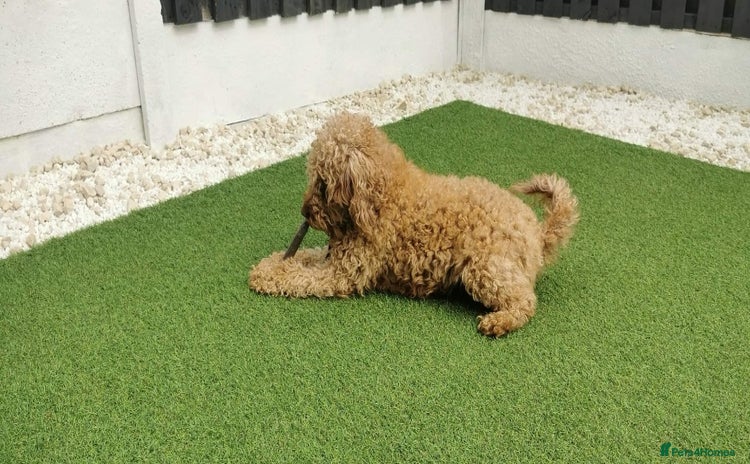 Toy Poodle dogs - Advert 1