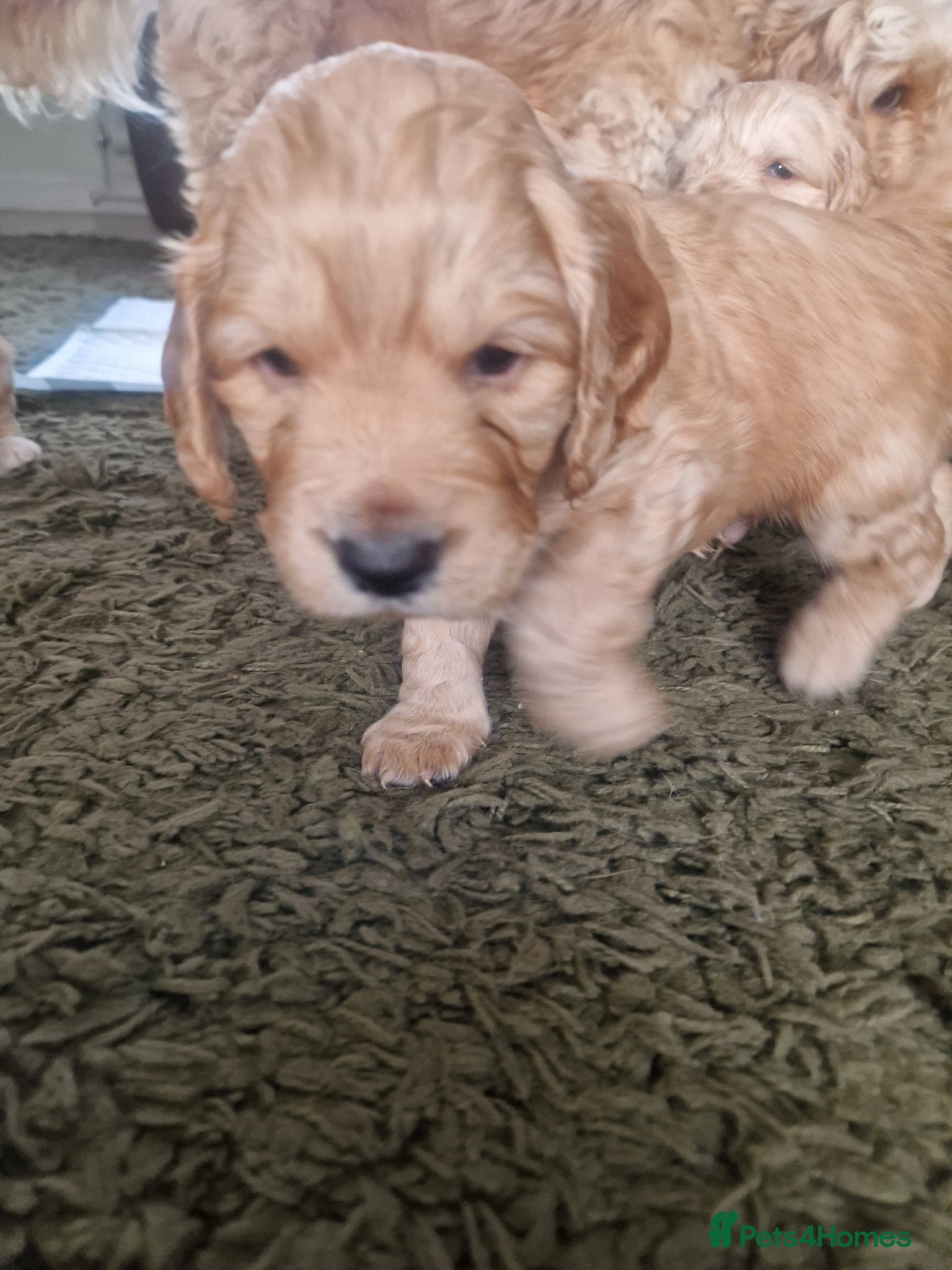 Cockapoo dogs for sale: Last beautiful boy left Gorgeous Golden Cockerpoo - Advert 30