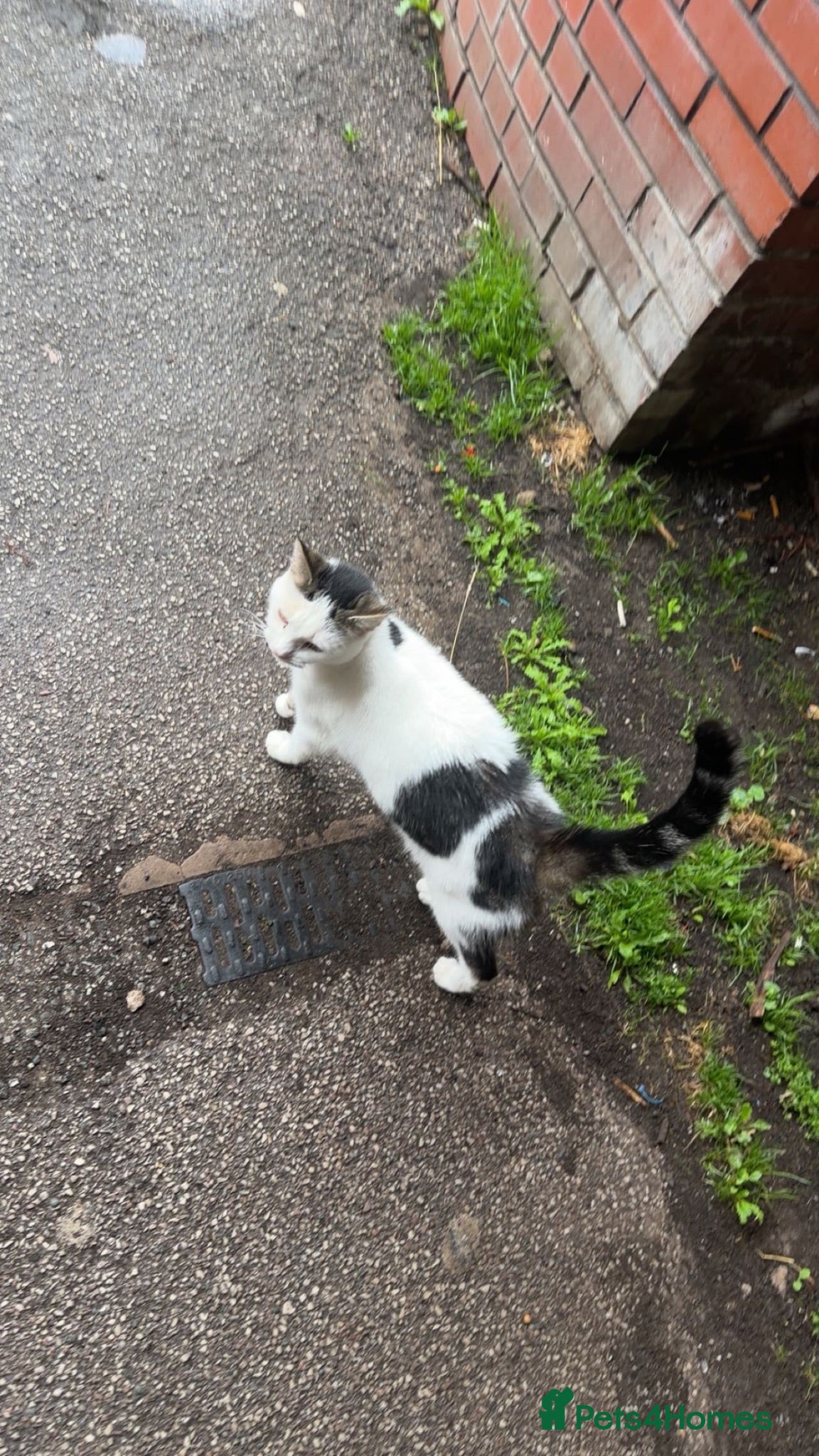 Domestic Shorthair cats Free Female cat homeless - Advert 12