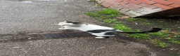 Domestic Shorthair cats for sale: Free Female cat homeless - Advert 1
