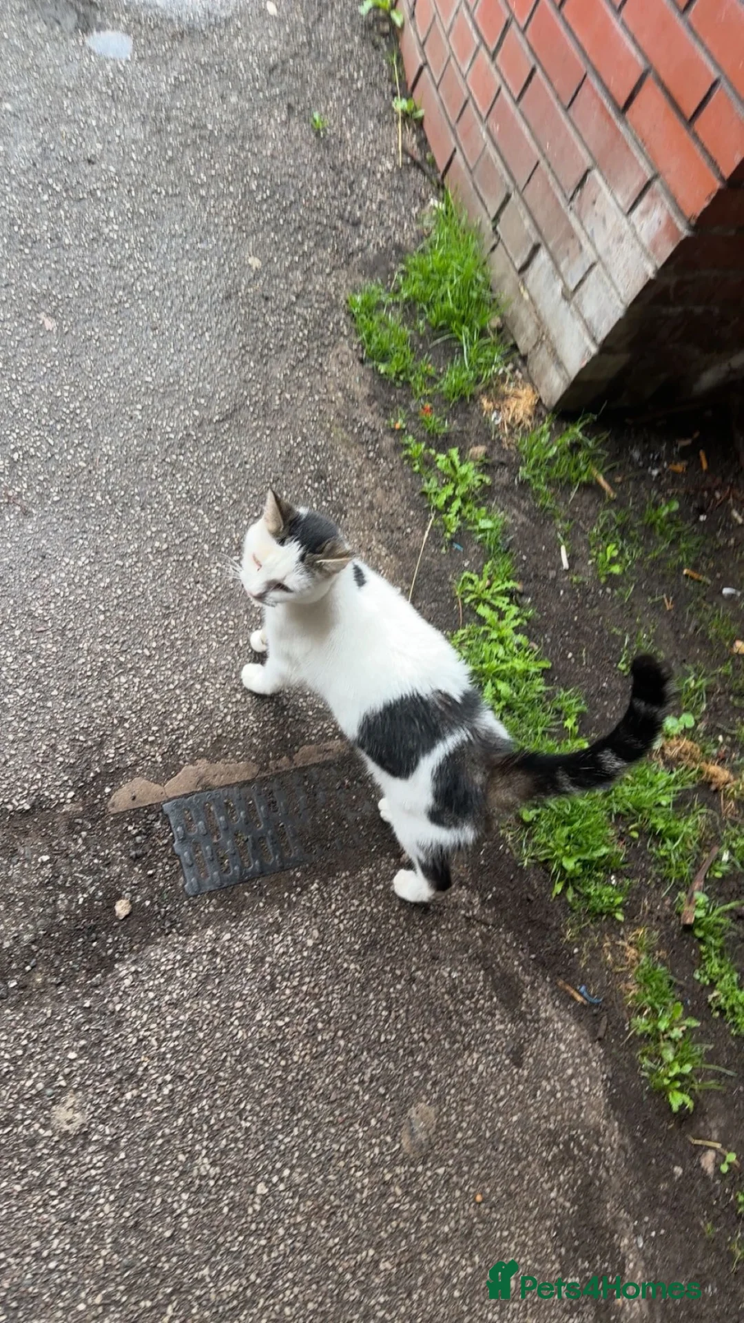 Domestic Shorthair cats for sale: Free Female cat homeless - Advert 1
