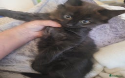 Ragdoll cats for sale: 1/2 Ragdoll 1/2 british Blue MIx Kittens - Image 14