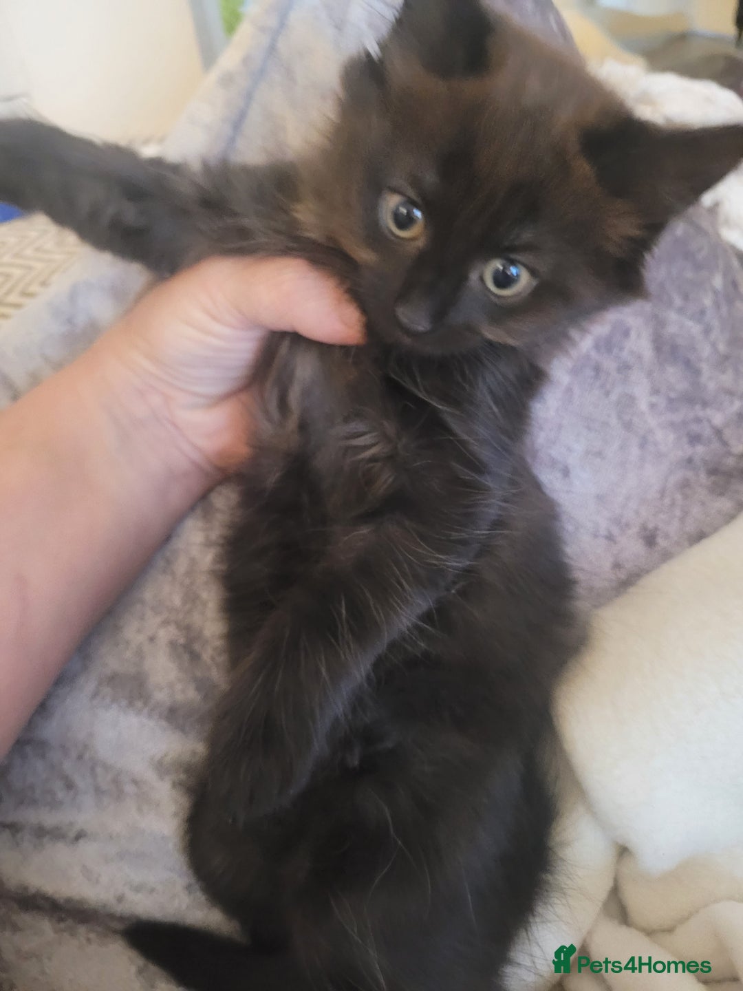 Ragdoll cats for sale: 1/2 Ragdoll 1/2 british Blue MIx Kittens - Image 14
