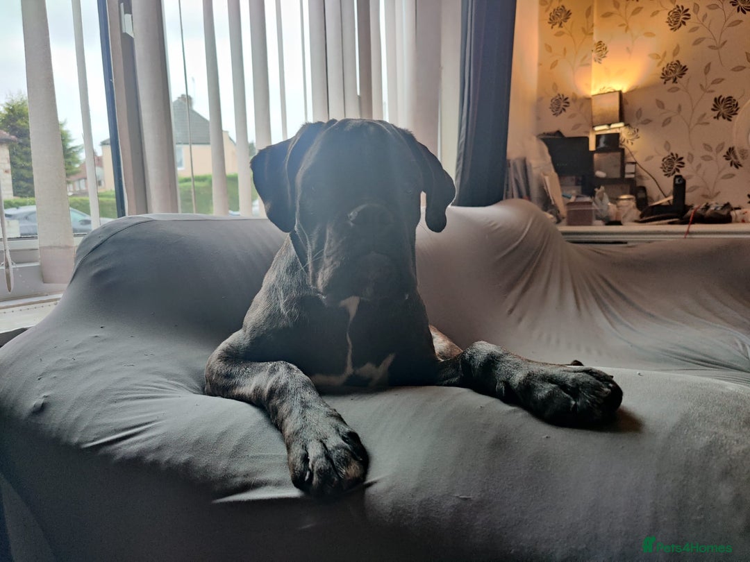 Boxer dogs for sale: 🐾 Boxer Dog for Sale KC registered  - Image 2