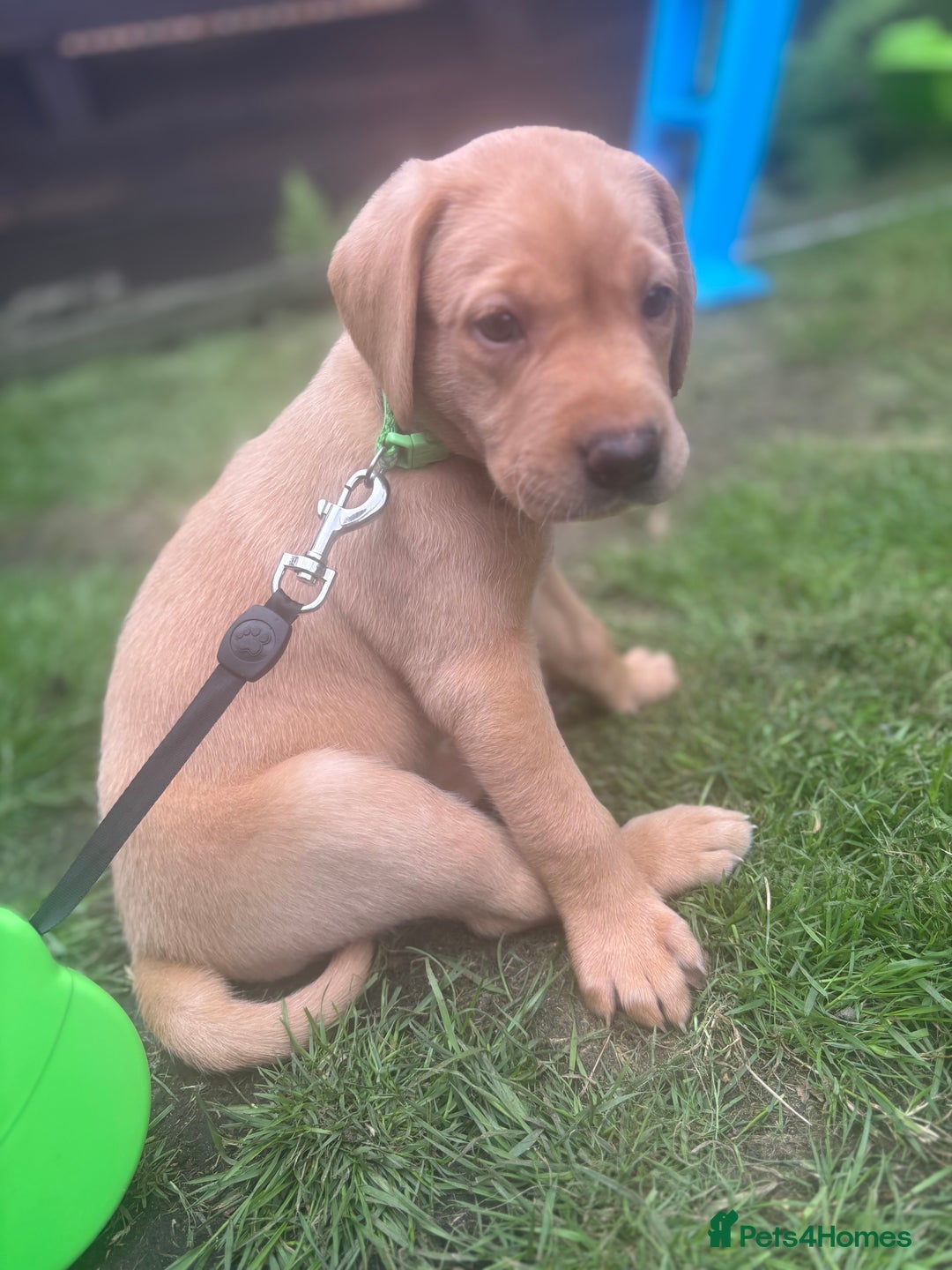 Labrador Retriever dogs for sale: KC registered Labrador retrievers for sale  - Image 6