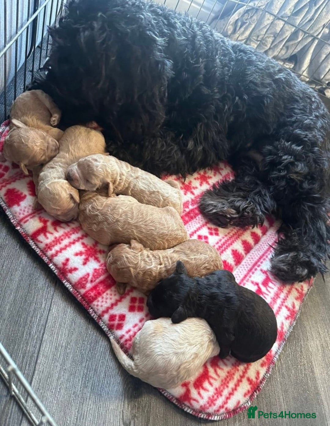 Cockapoo dogs for sale: **Stunning cockapoo pups** - Advert 1