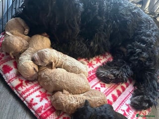 Cockapoo dogs **Stunning cockapoo pups** - Advert 17