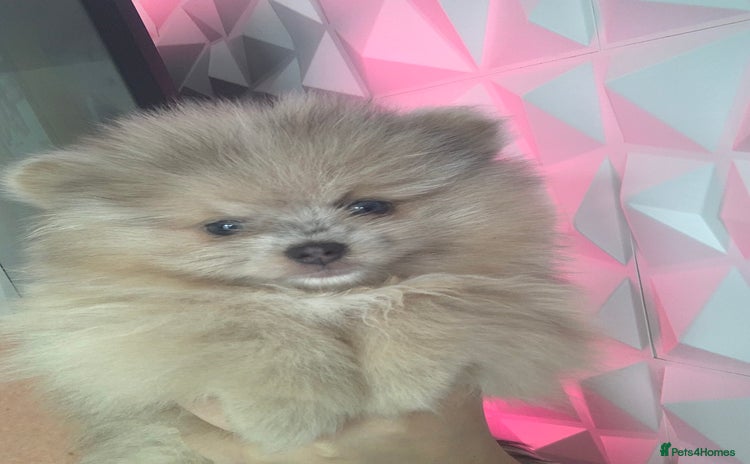 Pomeranian dogs - Advert 3