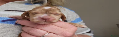 Cocker Spaniel Puppy 4