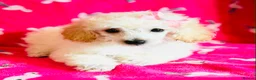 Toy Poodle dogs for sale: *REDUCED* ONLY ONE BOY AVAILABLE - Advert 12
