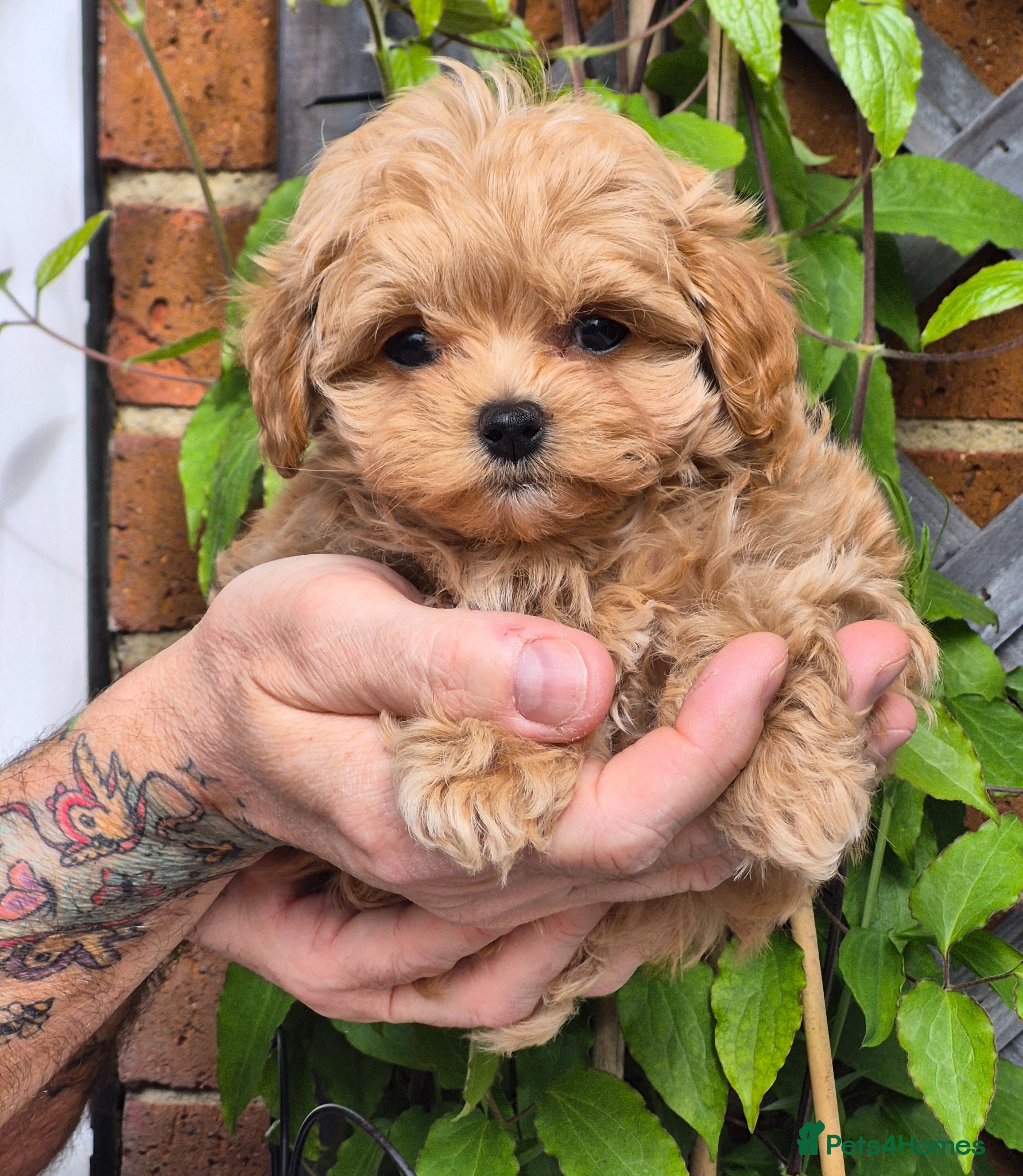 Maltipoo dogs 🐶Amazing Tiny Asian Korean Maltipoo Puppies🐶🦴  - Advert 1