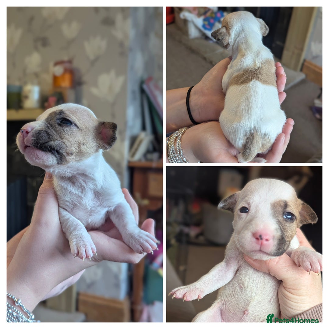 English Bull Terrier dogs for sale: 7 gorgeous EBT x puppies - Advert 7