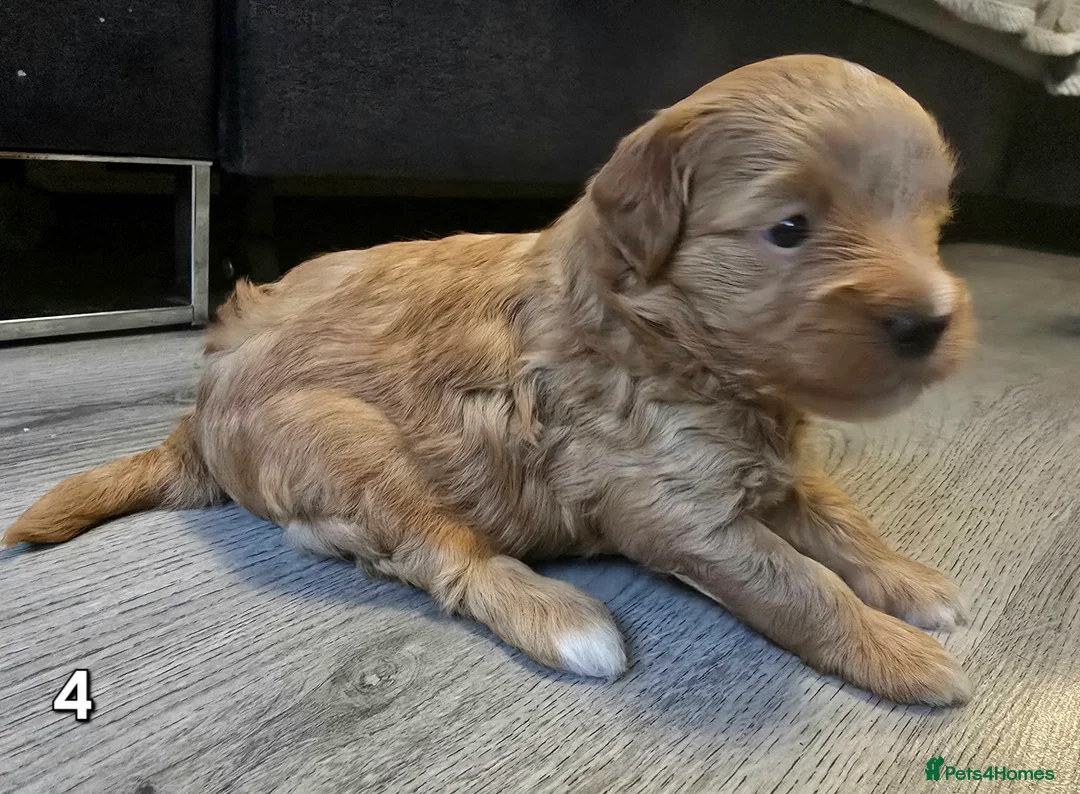 Maltipoo dogs for sale: Loving F2 Maltipoo Puppies Raised at Home 🐾 - Advert 12