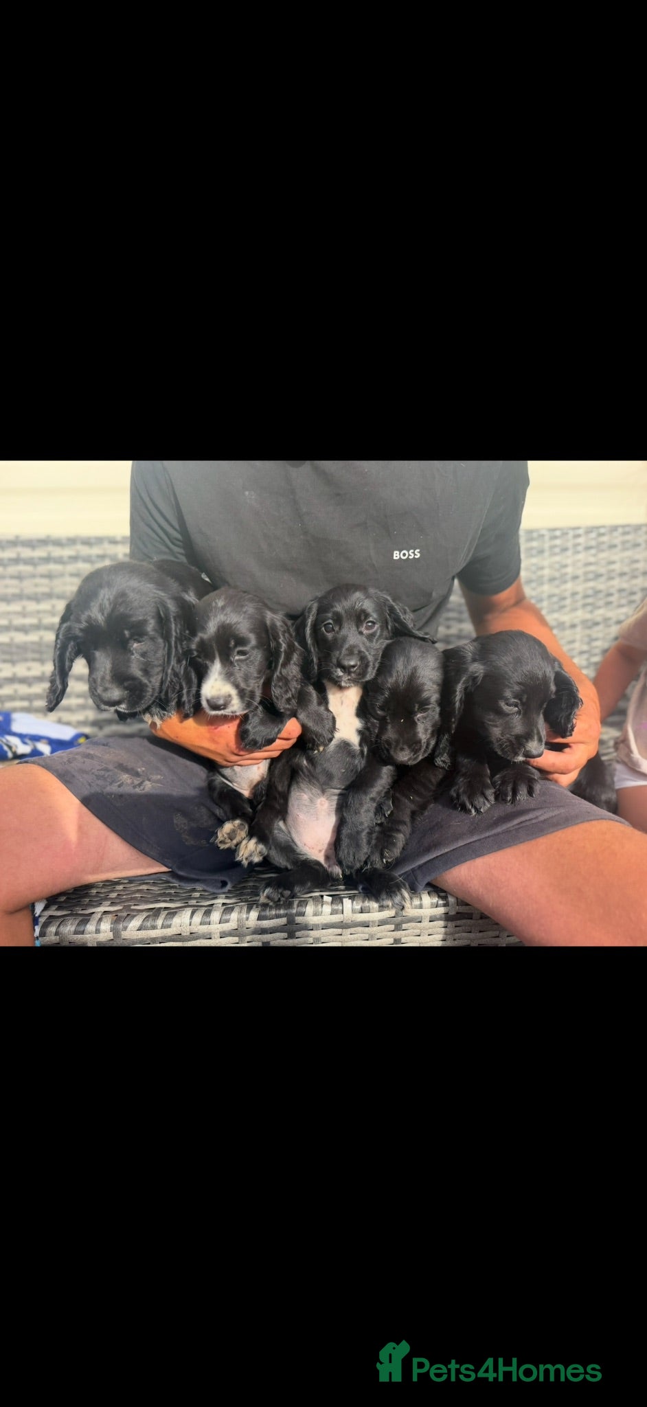 Cocker Spaniel dogs Cocker spaniels  - Advert 1