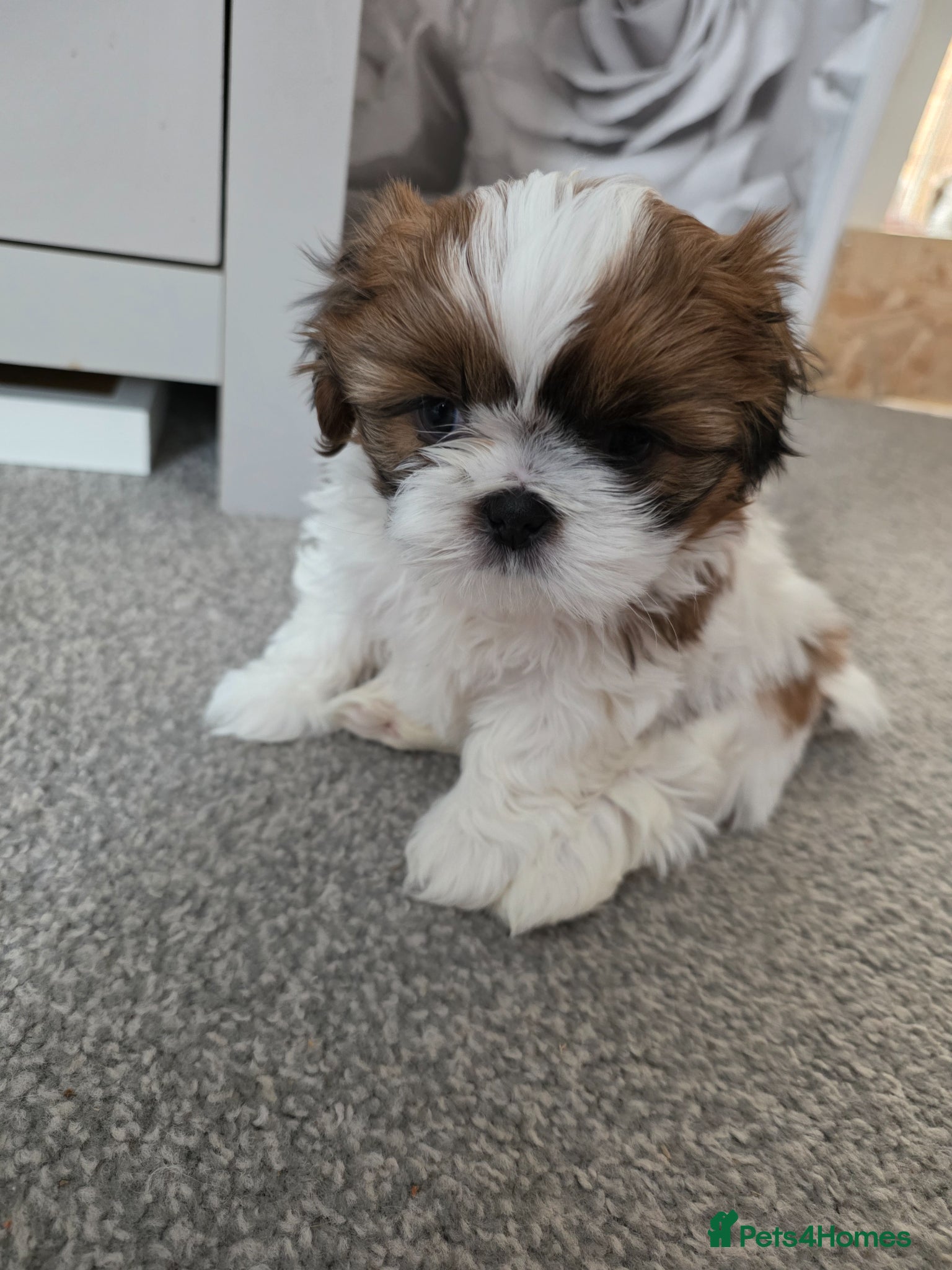 Shih Tzu dogs Female shih tzu puppy  - Advert 9