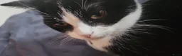 Mixed Breed cats for sale:  **   in Manchester - Advert 12
