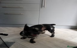 French Bulldog dogs for sale: Male frenchie - Image 2
