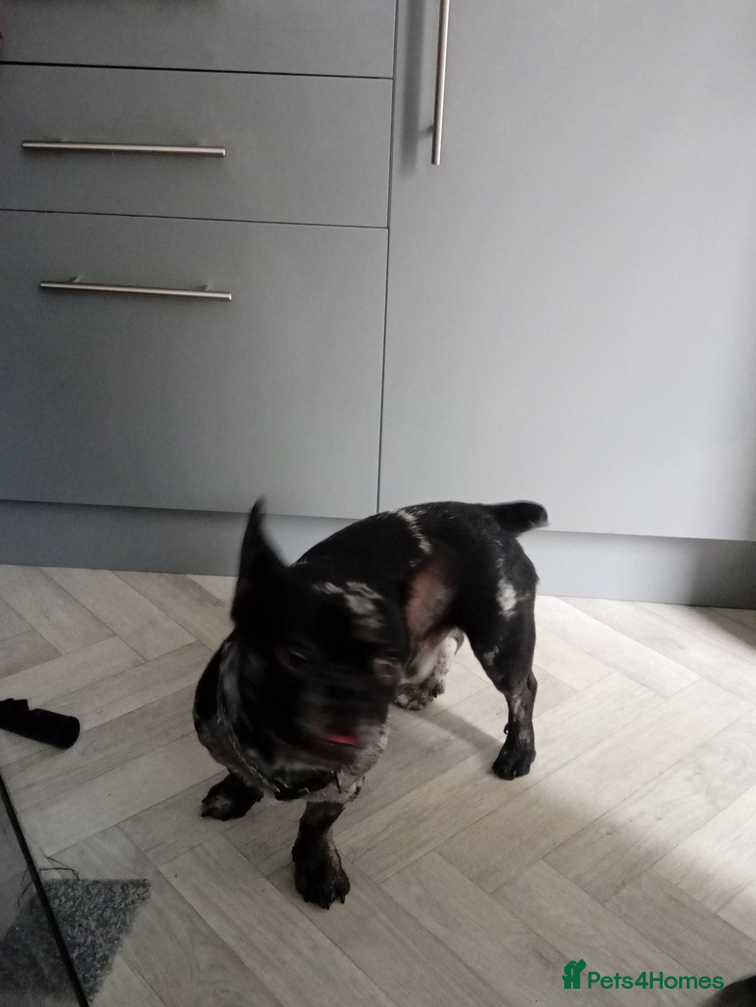 French Bulldog dogs for sale: Male frenchie - Image 2