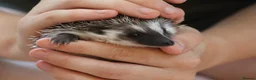Pygmy Hedgehog rodents for sale: Three beautiful boys for sale - Advert 23