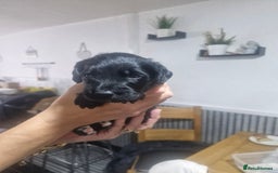 Mixed Breed dogs for sale: Labradoodle x - Image 3