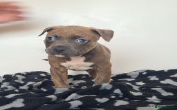 Mixed Breed dogs for sale: Ready 2 leave Quality StaffyXPocket American Bully in Stamford - Image 2