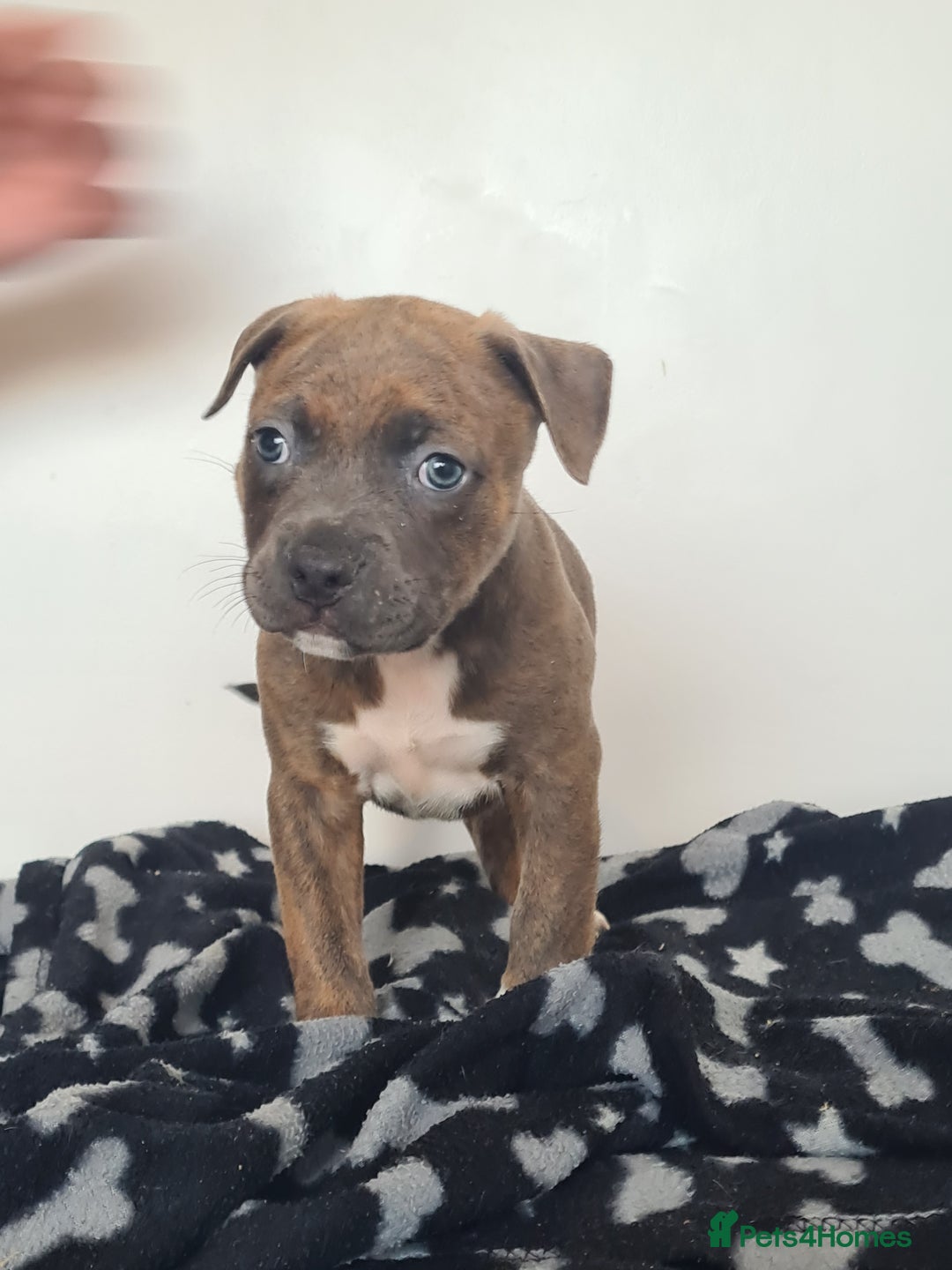 Mixed Breed dogs for sale: Ready 2 leave Quality StaffyXPocket American Bully in Stamford - Image 2