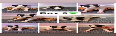 Lurcher 3