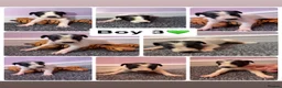 Lurcher dogs for sale: Saluki deerhound grey second genaration bull grey - Advert 4