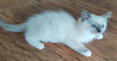 Ragdoll cats - Advert 12