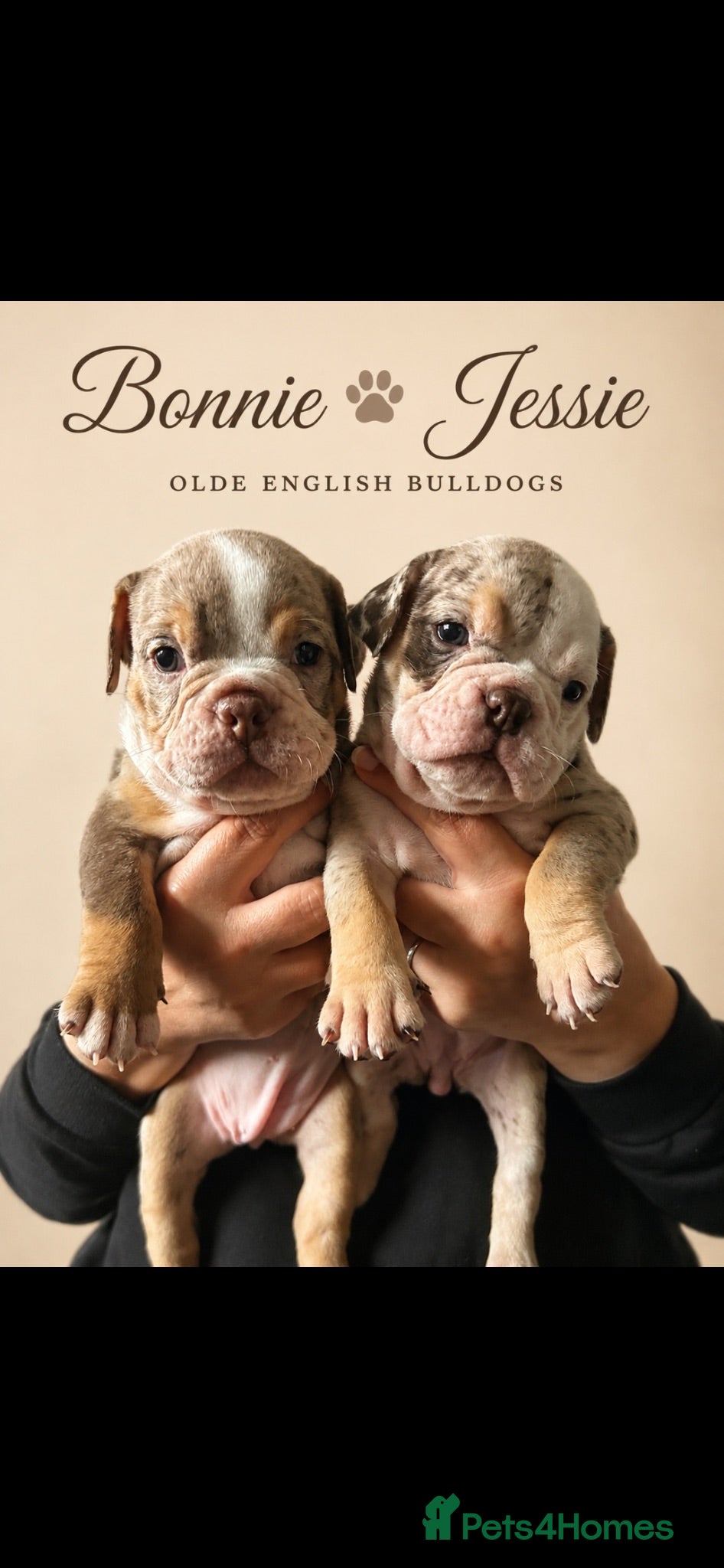 Dorset Olde Tyme Bulldogge dogs ⭐️Beautiful olde English bulldog puppies ⭐️ - Advert 2