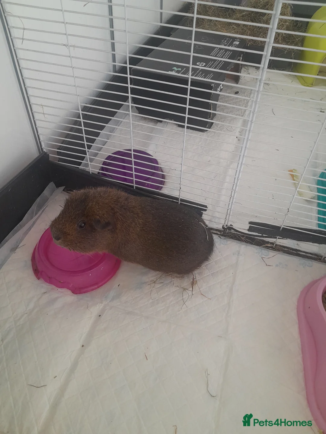 Guinea Pig rodents for sale: One female and one neutered male guinea pig - Advert 2